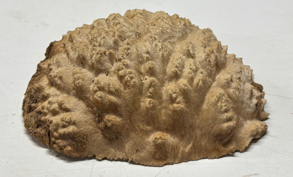 Brown Mallee Burl Blank 6.5" x 5" x 2" 1.2 Lbs #6061