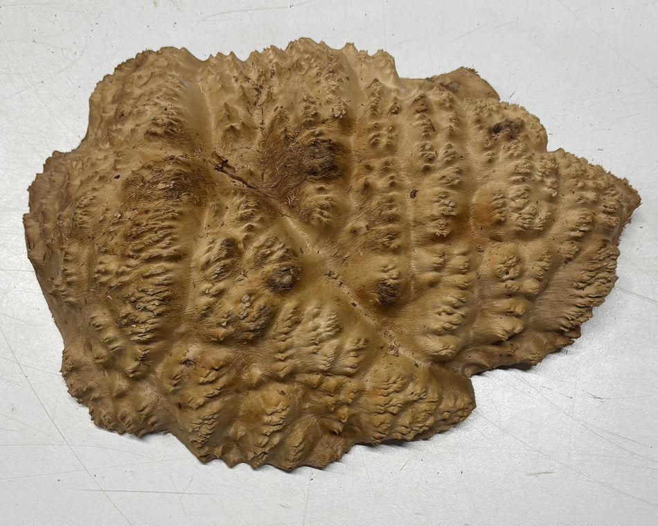 Brown Mallee Burl Blank 9" x 6.5" x 1.5" 2 Lbs #6062
