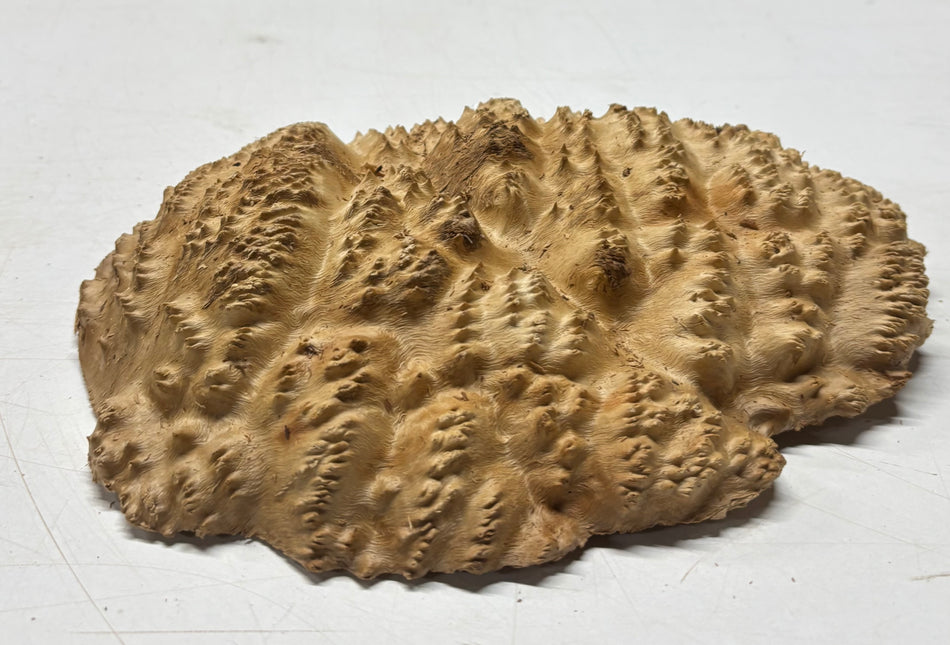 Brown Mallee Burl Blank 9" x 6.5" x 1.5" 2 Lbs #6062