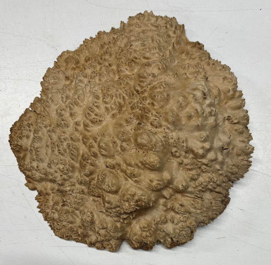 Brown Mallee Burl Blank 10" x 9" x 2" 4.1 Lbs #6063