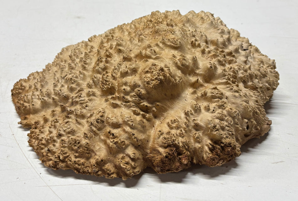 Brown Mallee Burl Blank 10" x 9" x 2" 4.1 Lbs #6063