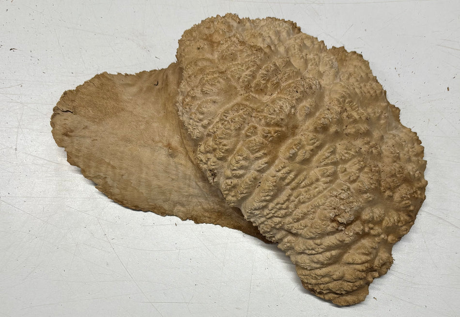 Brown Mallee Burl Blank 12" x 7" x 2" 3.6 Lbs #6064
