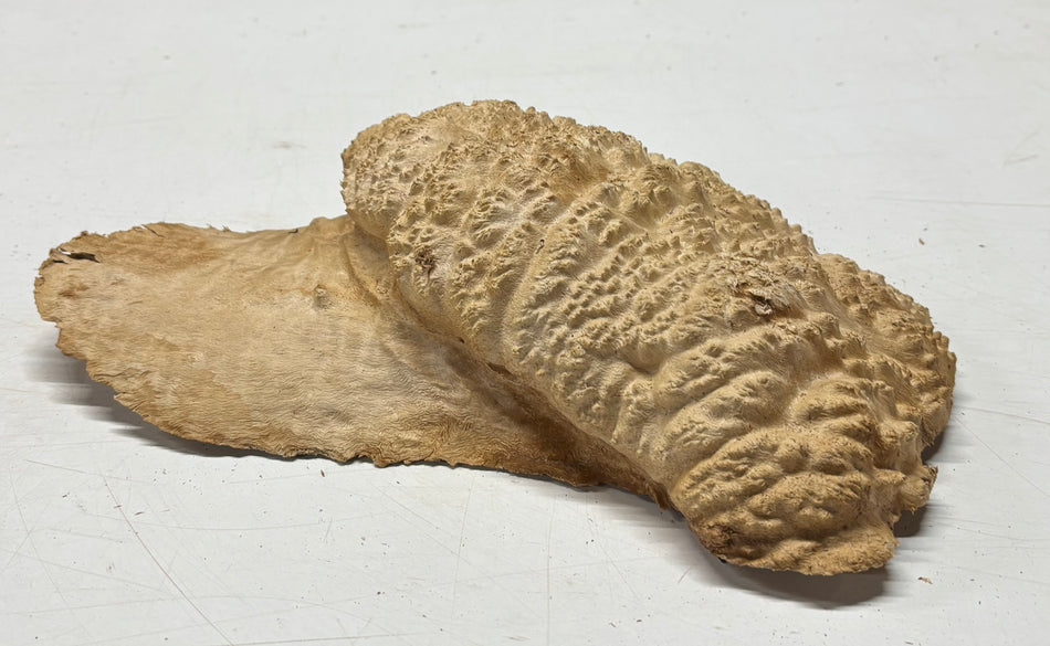Brown Mallee Burl Blank 12" x 7" x 2" 3.6 Lbs #6064