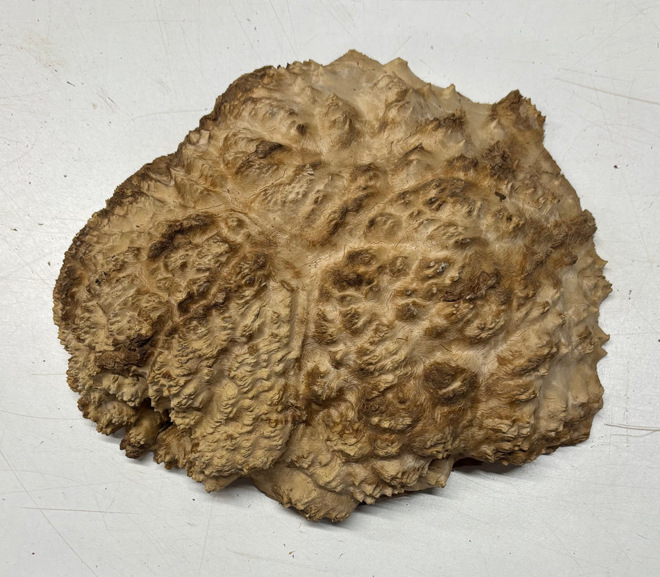 Brown Mallee Burl Blank 10" x 8" x 3" 4.7 Lbs #6065
