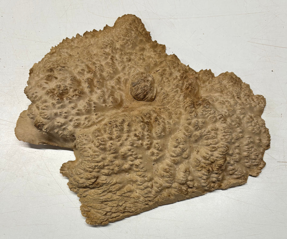 Brown Mallee Burl Blank 13" x 10.5" x 2" 4.5 Lbs #6066