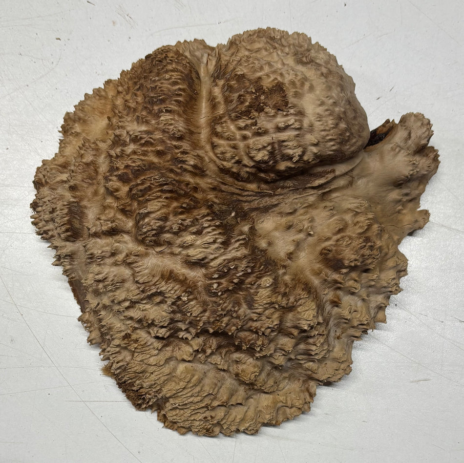 Brown Mallee Burl Blank 8" x 8" x 2" 2.8 Lbs #6067