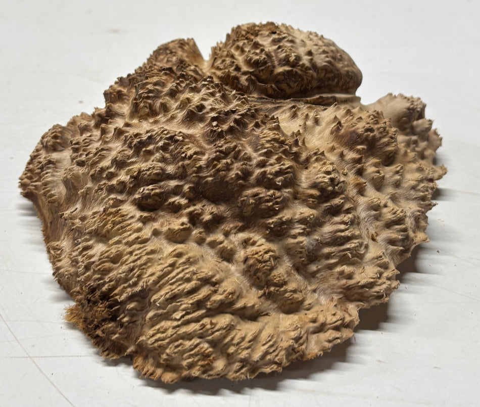 Brown Mallee Burl Blank 8" x 8" x 2" 2.8 Lbs #6067