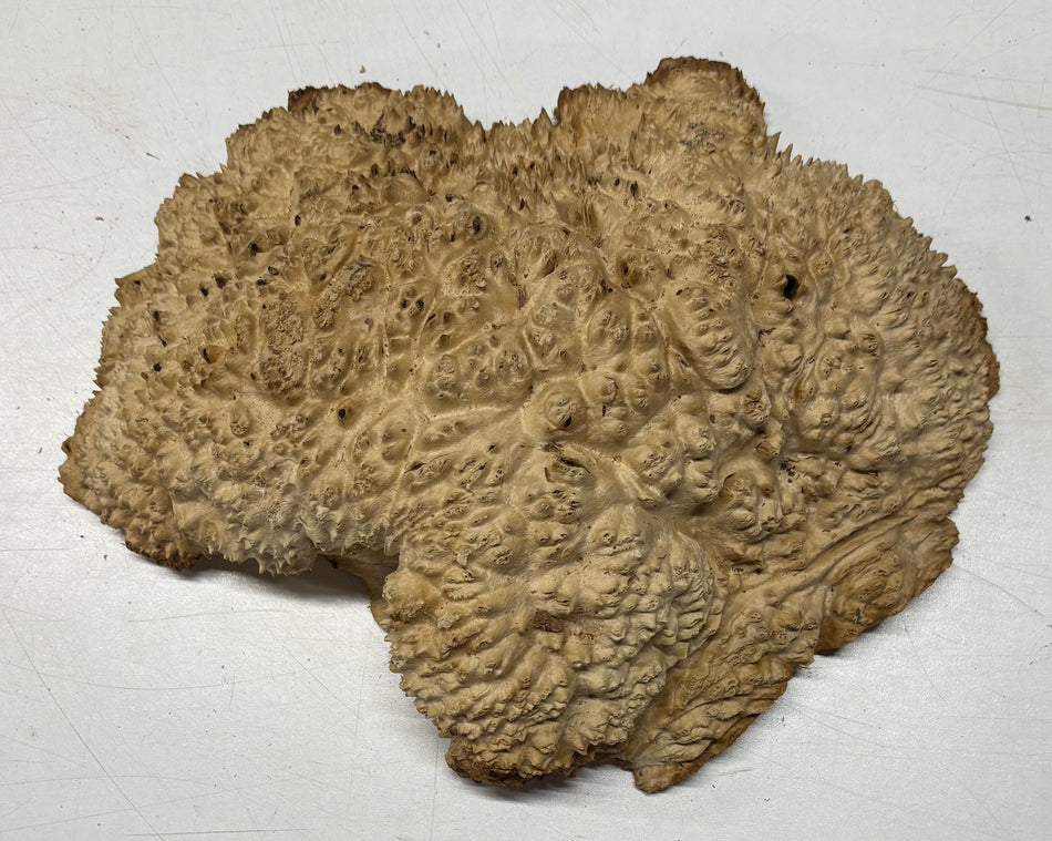 Brown Mallee Burl Blank 11" x 8" x 3" 4.2 Lbs #6068