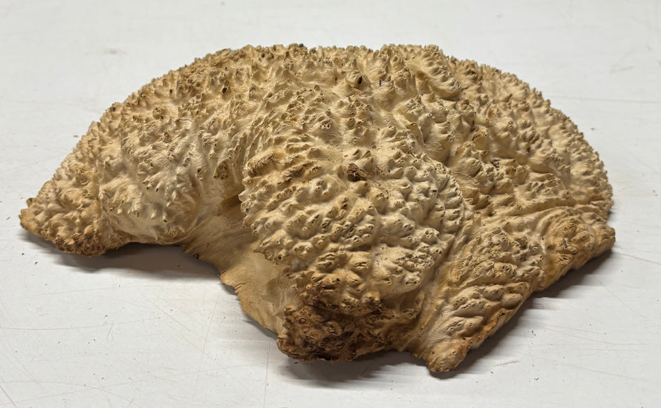 Brown Mallee Burl Blank 11" x 8" x 3" 4.2 Lbs #6068