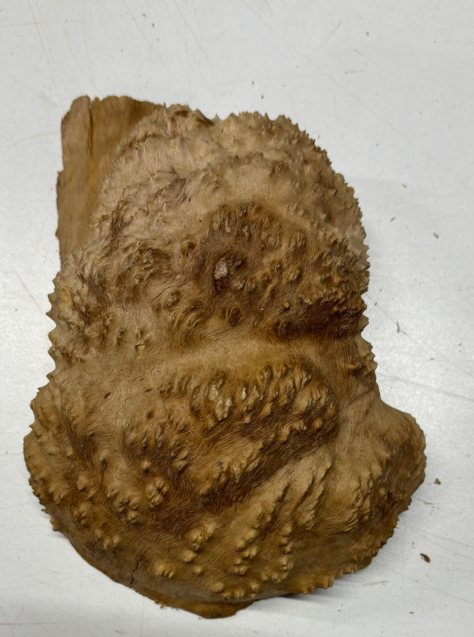 Brown Mallee Burl Blank 8" x 5" x 3" 2.5 Lbs #6069