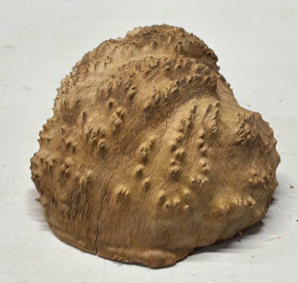 Brown Mallee Burl Blank 8" x 5" x 3" 2.5 Lbs #6069