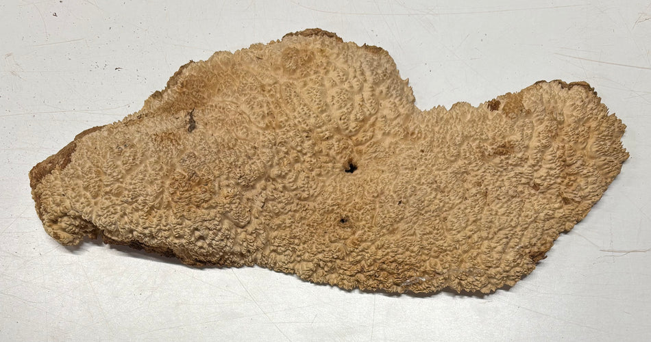 Brown Mallee Burl Blank 19" x 8" x 1.5" 4.5 Lbs #6071