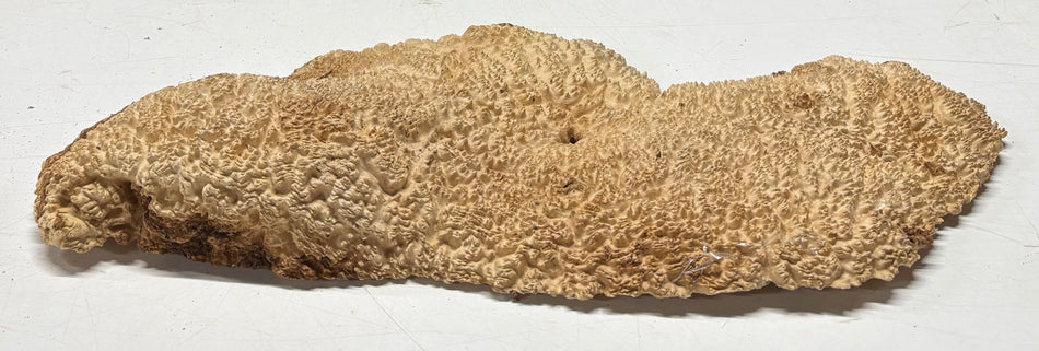 Brown Mallee Burl Blank 19" x 8" x 1.5" 4.5 Lbs #6071
