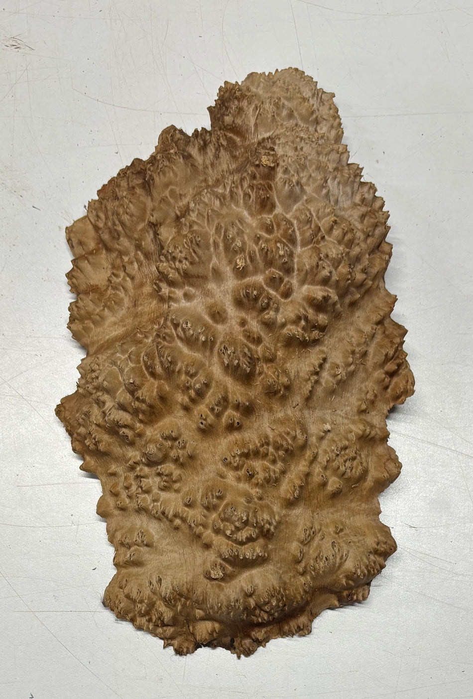 Brown Mallee Burl Blank 12" x 7" x 2" 2.6 Lbs #6072