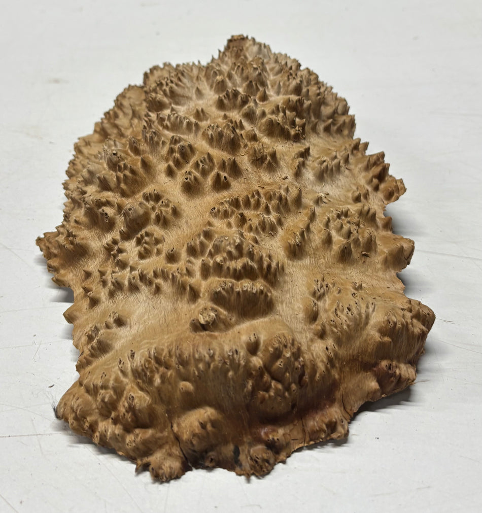 Brown Mallee Burl Blank 12" x 7" x 2" 2.6 Lbs #6072