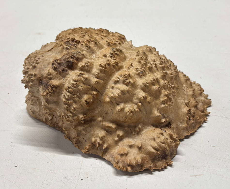 Brown Mallee Burl Blank 7" x 8" x 2" 2.3 Lbs #6073