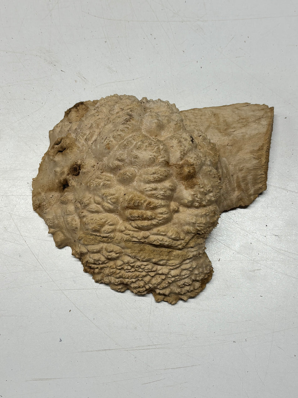 Brown Mallee Burl Blank 9" x 7" x 3" 2.6 Lbs #6074