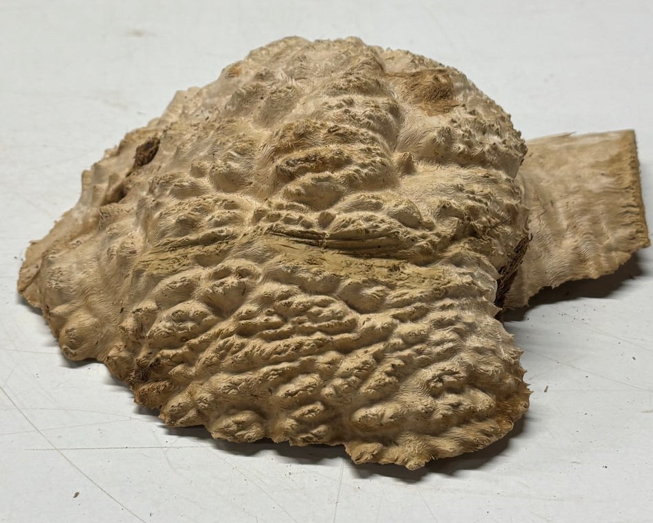 Brown Mallee Burl Blank 9" x 7" x 3" 2.6 Lbs #6074