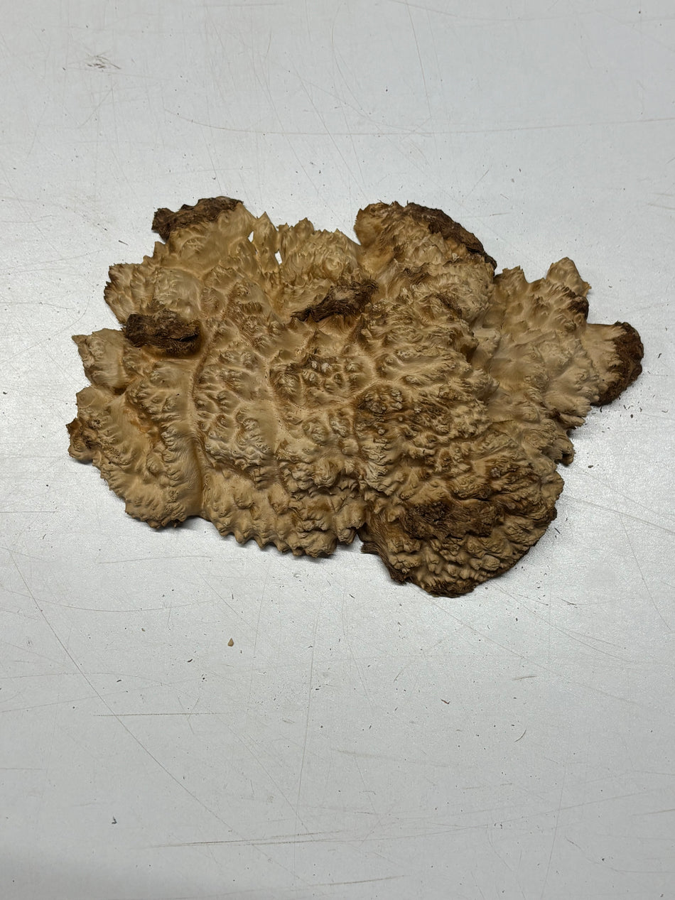 Brown Mallee Burl Blank 8" x 5" x 1" 1.8 Lbs #6075