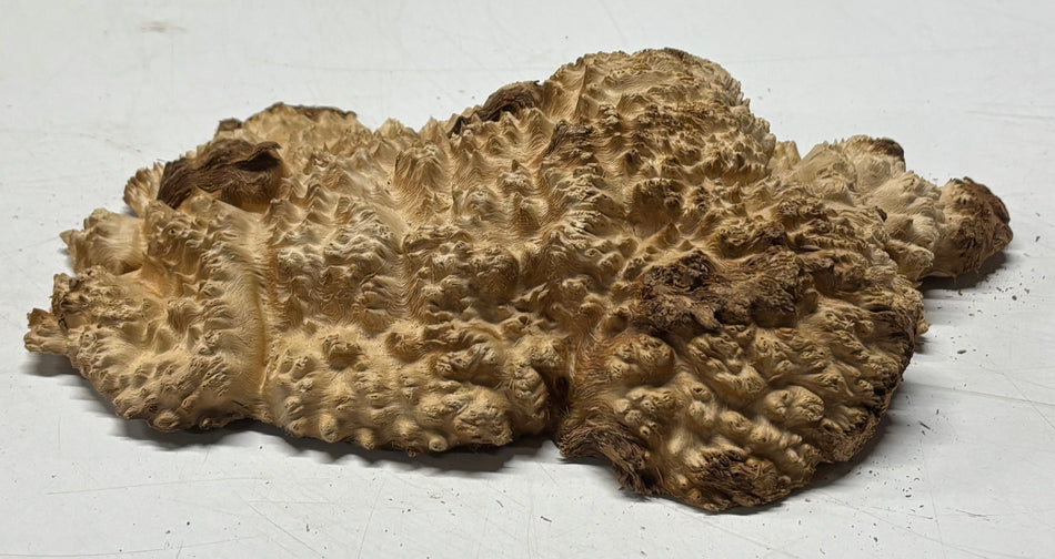 Brown Mallee Burl Blank 8" x 5" x 1" 1.8 Lbs #6075