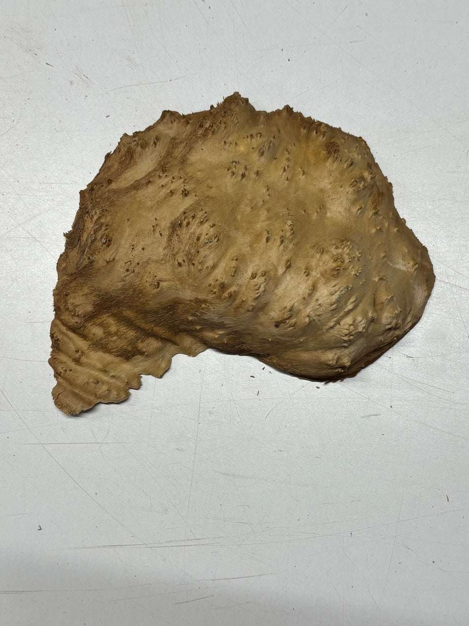 Brown Mallee Burl Blank 7" x 5" x 1" 1.4 Lbs #6076