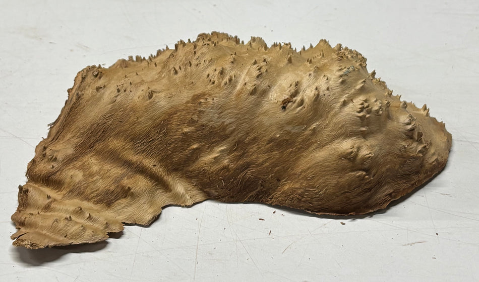 Brown Mallee Burl Blank 7" x 5" x 1" 1.4 Lbs #6076