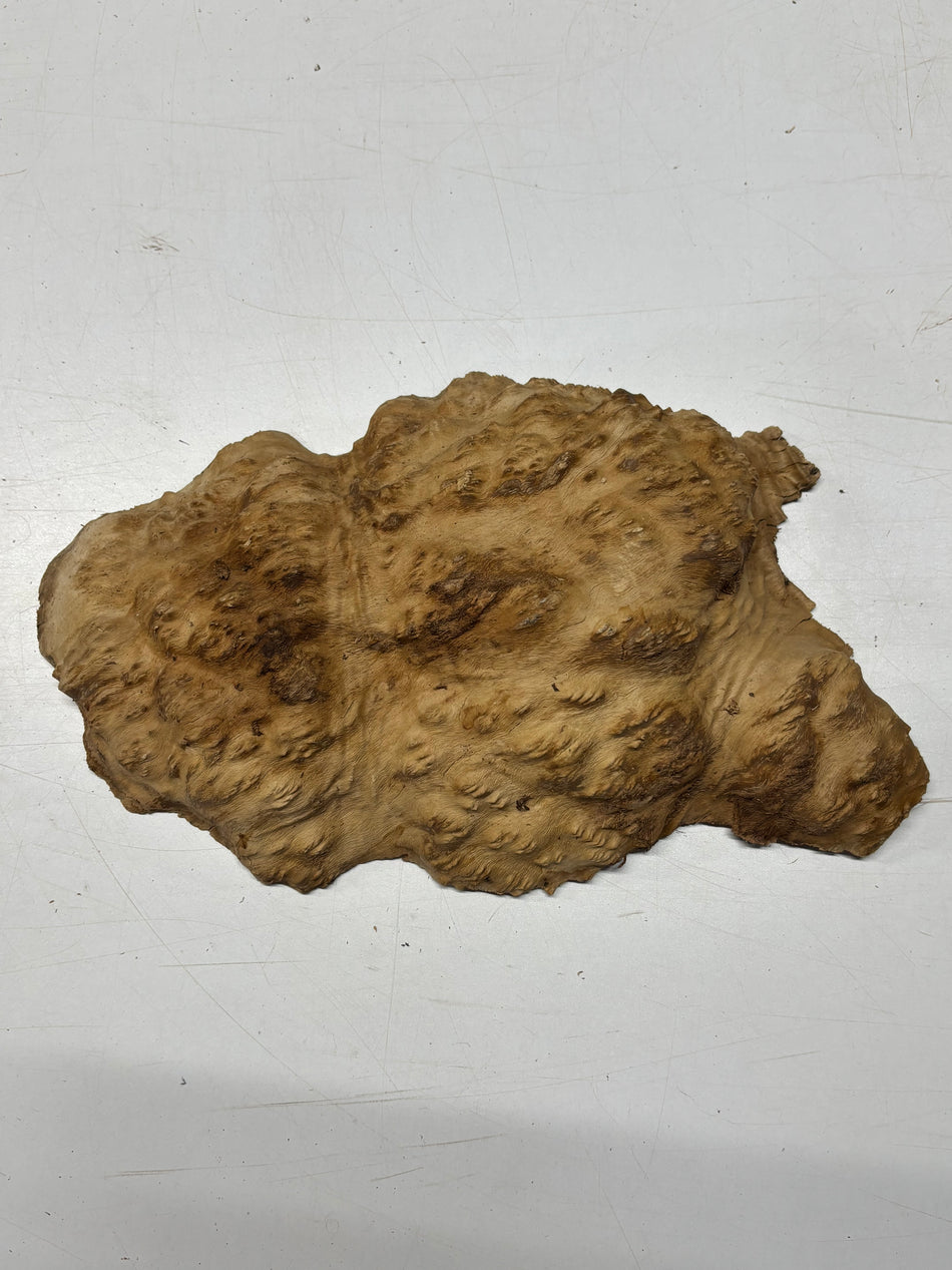 Brown Mallee Burl Blank 11" x 6" x 1.5" 4.3 Lbs #6077