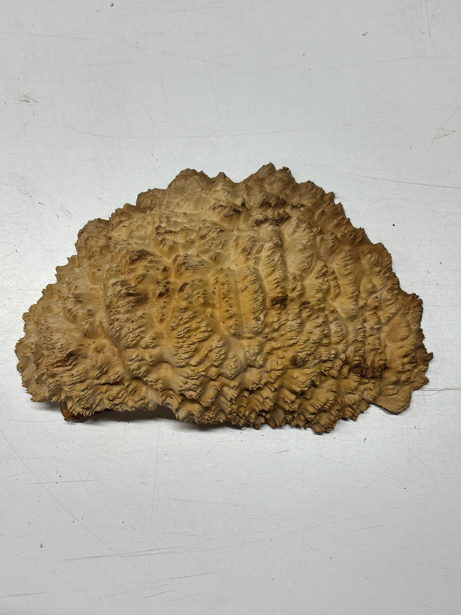 Brown Mallee Burl Blank 11.5" x 8" x 3" 4 Lbs #6079