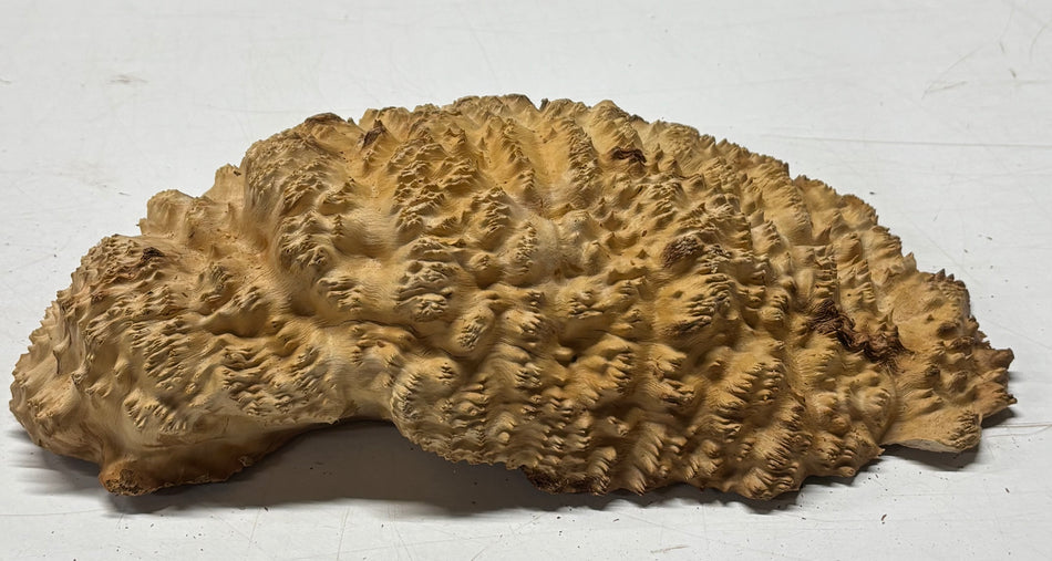 Brown Mallee Burl Blank 11.5" x 8" x 3" 4 Lbs #6079