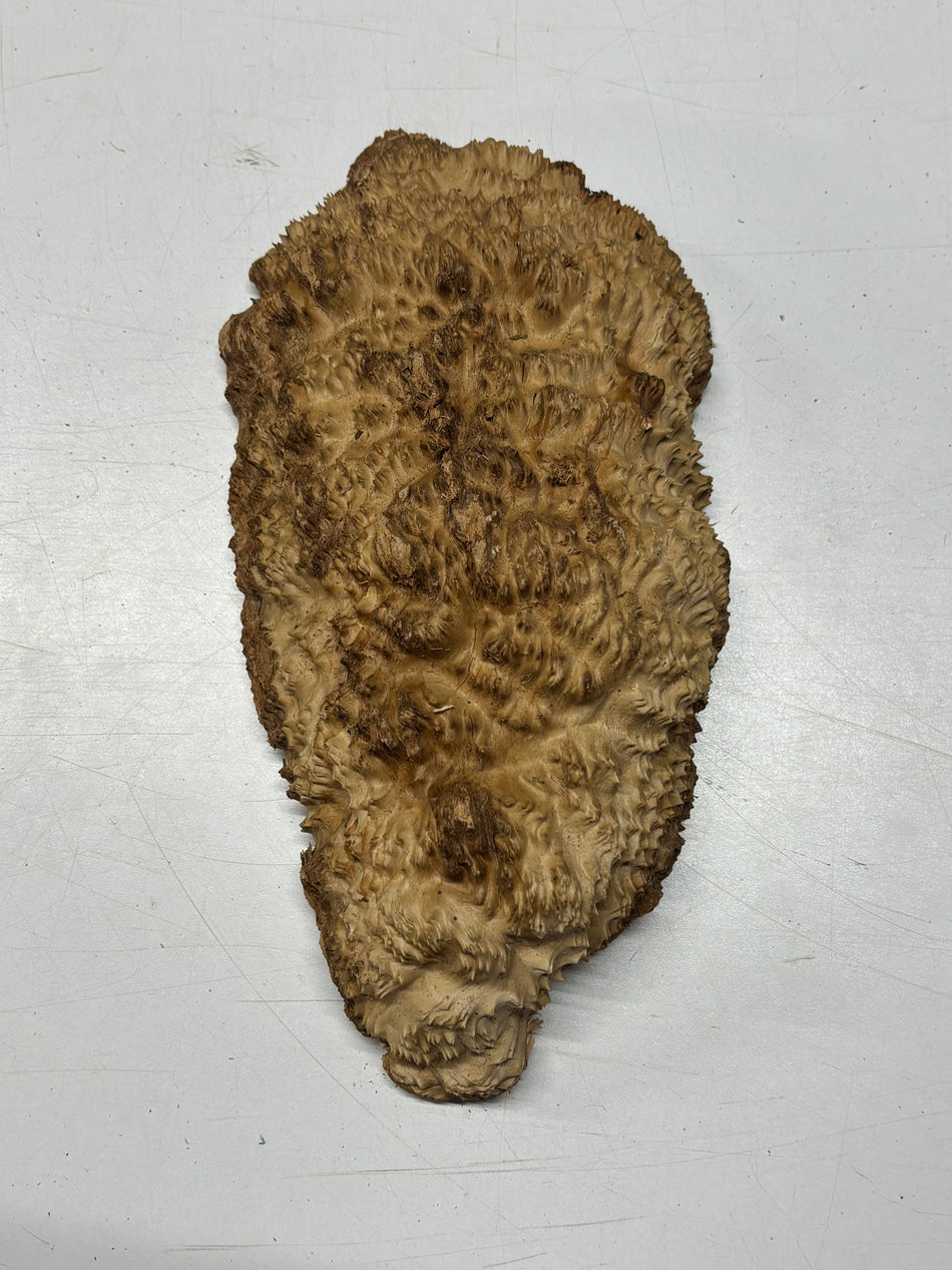 Brown Mallee Burl Blank 13" x 6.5" x 3" 4.4 Lbs #6080