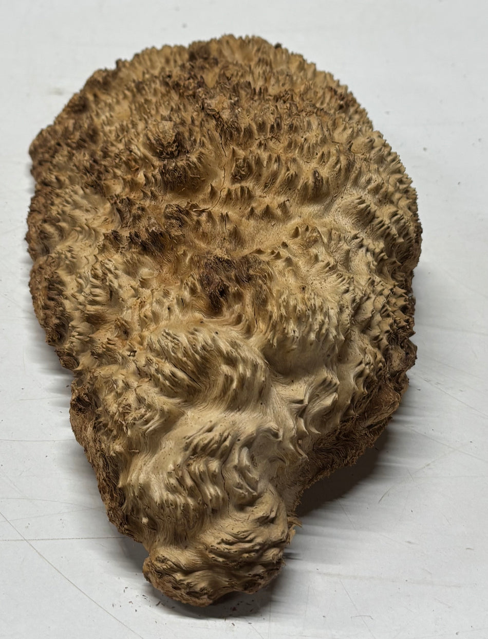 Brown Mallee Burl Blank 13" x 6.5" x 3" 4.4 Lbs #6080