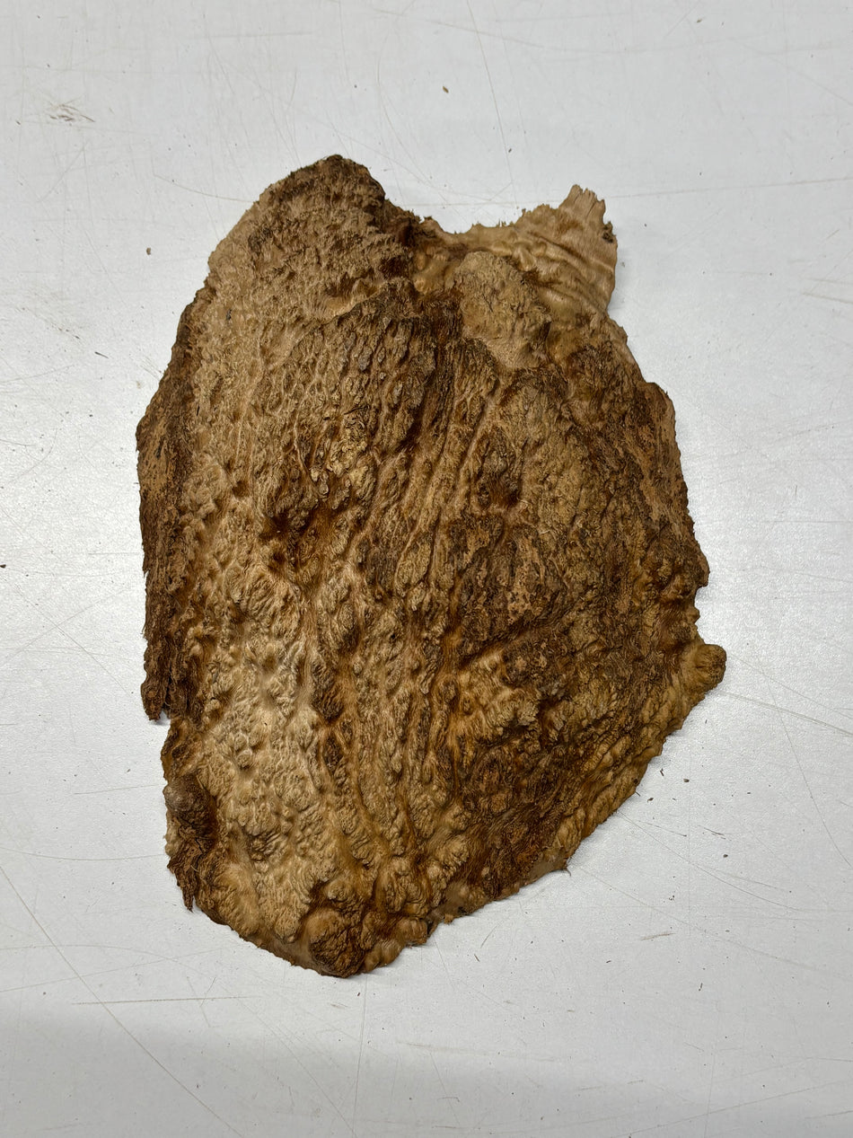 Brown Mallee Burl Blank 10" x 7" x 2" 3.1 Lbs #6081