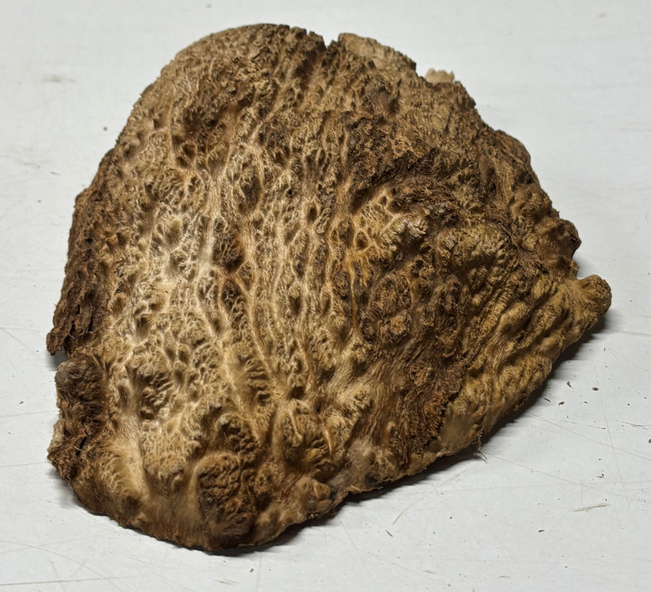 Brown Mallee Burl Blank 10" x 7" x 2" 3.1 Lbs #6081