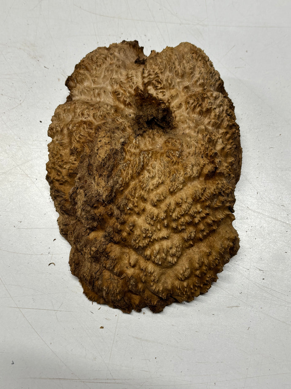 Brown Mallee Burl Blank 8.5" x 6" x 3" 3.2 Lbs #6082