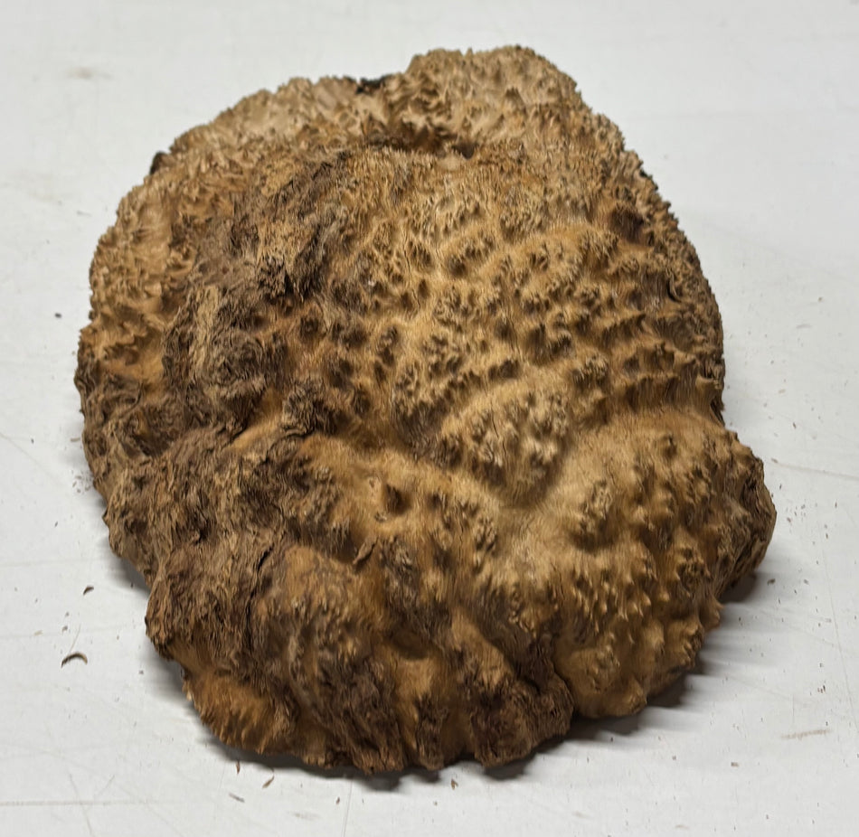 Brown Mallee Burl Blank 8.5" x 6" x 3" 3.2 Lbs #6082
