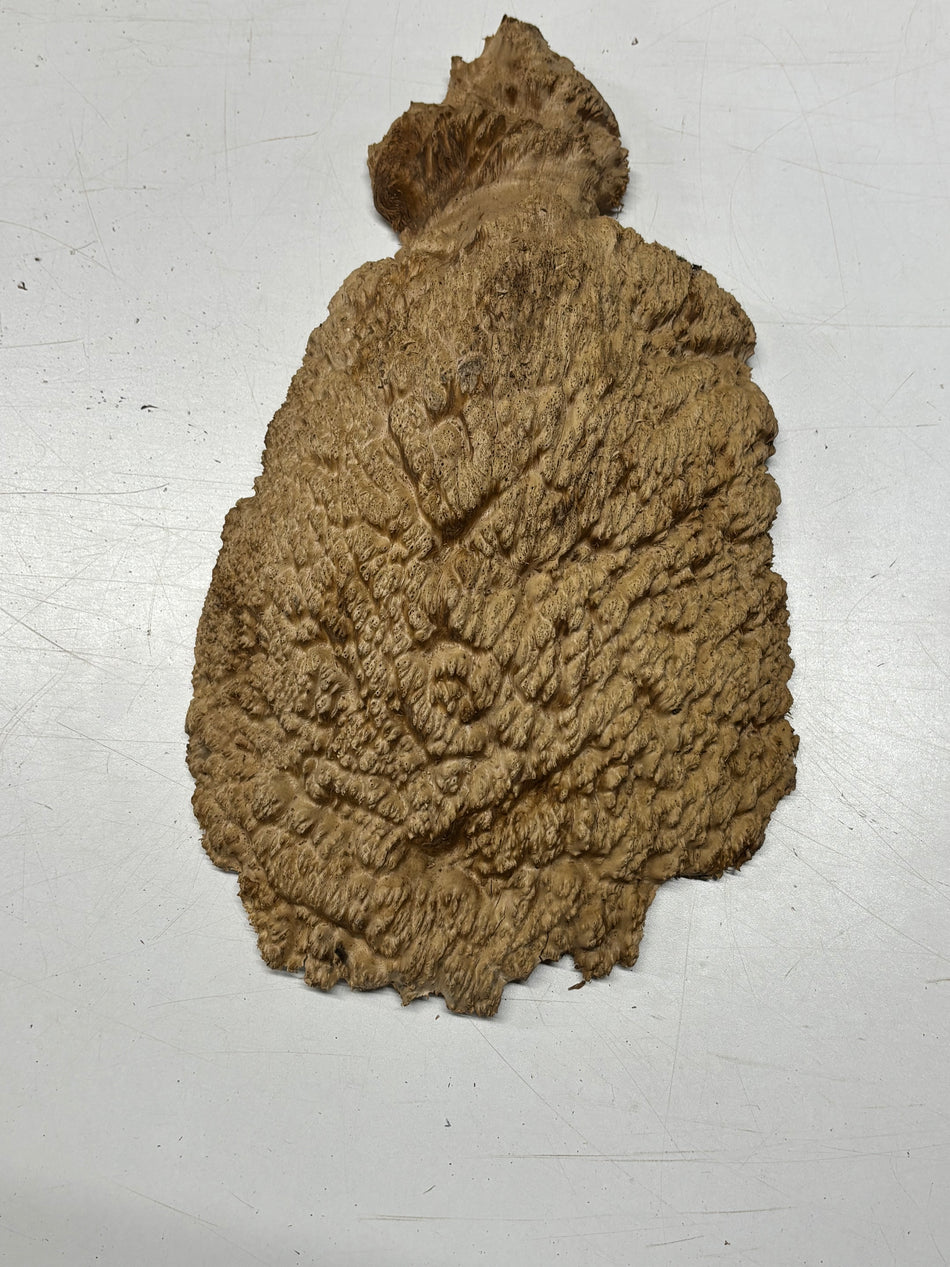 Brown Mallee Burl Blank 14" x 8.5" x 3" 4.7 Lbs #6083