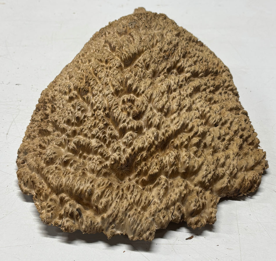 Brown Mallee Burl Blank 14" x 8.5" x 3" 4.7 Lbs #6083