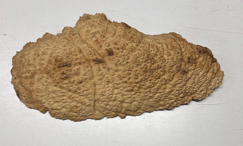 Brown Mallee Burl Blank 16" x 8" x 2" 4.5 Lbs #6084