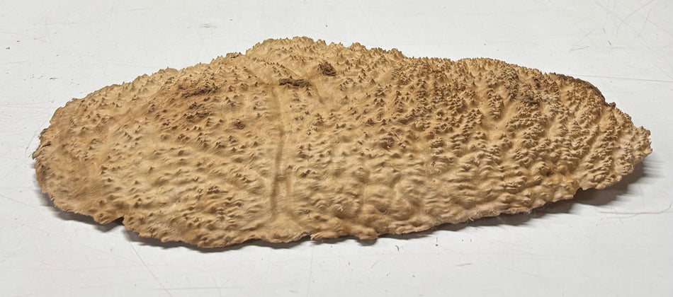 Brown Mallee Burl Blank 16" x 8" x 2" 4.5 Lbs #6084
