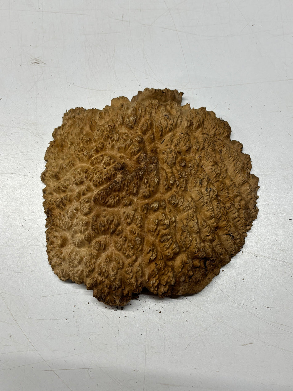 Brown Mallee Burl Blank 7" x 7" x 1.5" 2.3 Lbs #6085