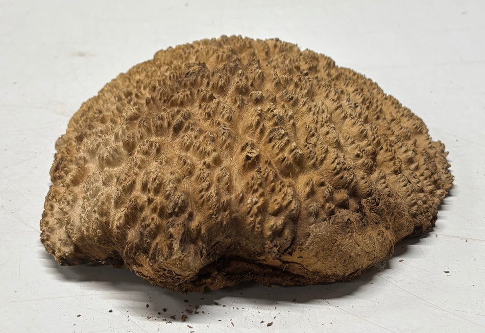 Brown Mallee Burl Blank 7" x 7" x 1.5" 2.3 Lbs #6085