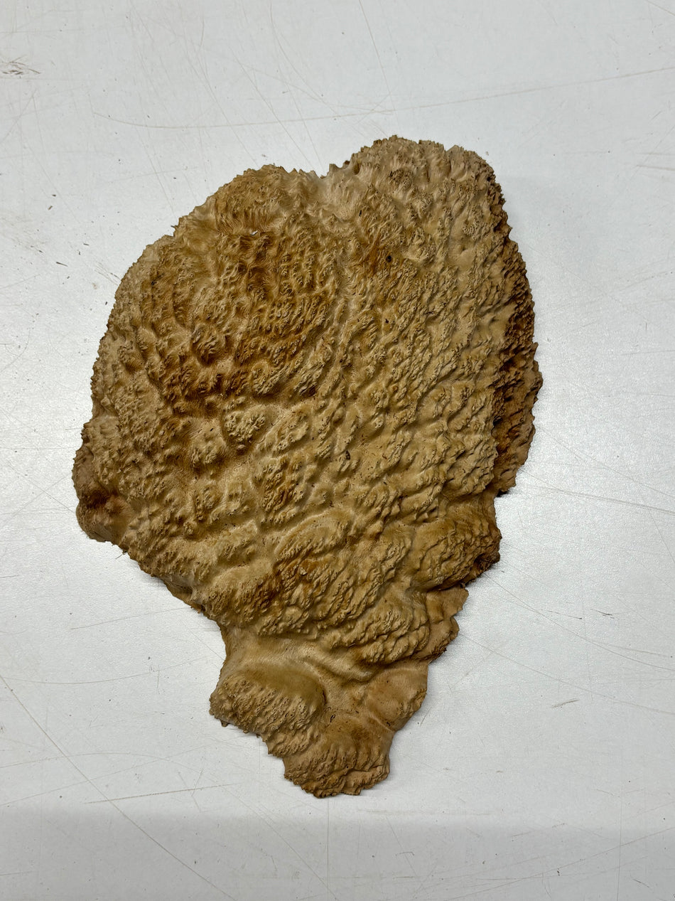 Brown Mallee Burl Blank 10" x 6.5" x 2" 2.4 Lbs #6086