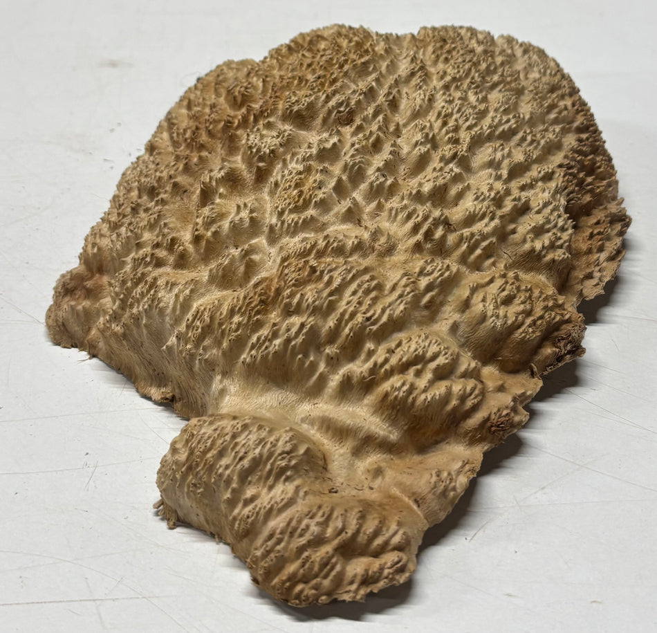 Brown Mallee Burl Blank 10" x 6.5" x 2" 2.4 Lbs #6086