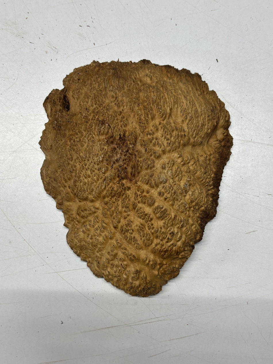 Brown Mallee Burl Blank 8" x 7" x 1" 1.7 Lbs #6087