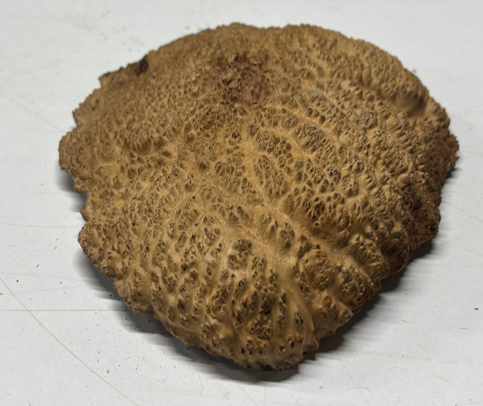 Brown Mallee Burl Blank 8" x 7" x 1" 1.7 Lbs #6087