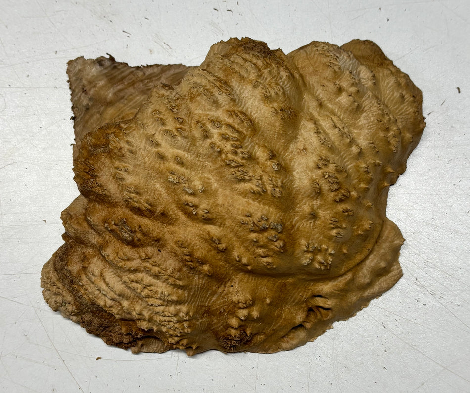 Brown Mallee Burl Blank 7" x 6" x 2" 1.8 Lbs #6088