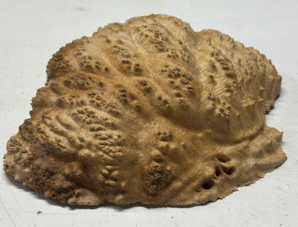 Brown Mallee Burl Blank 7" x 6" x 2" 1.8 Lbs #6088