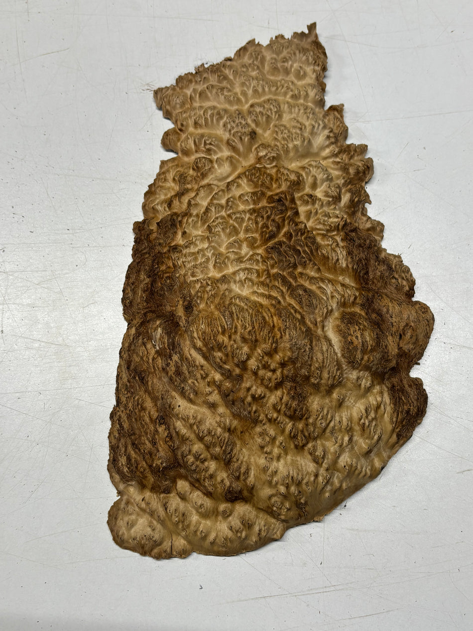 Brown Mallee Burl Blank 14" x 8" x 2" 3.3 Lbs #6089