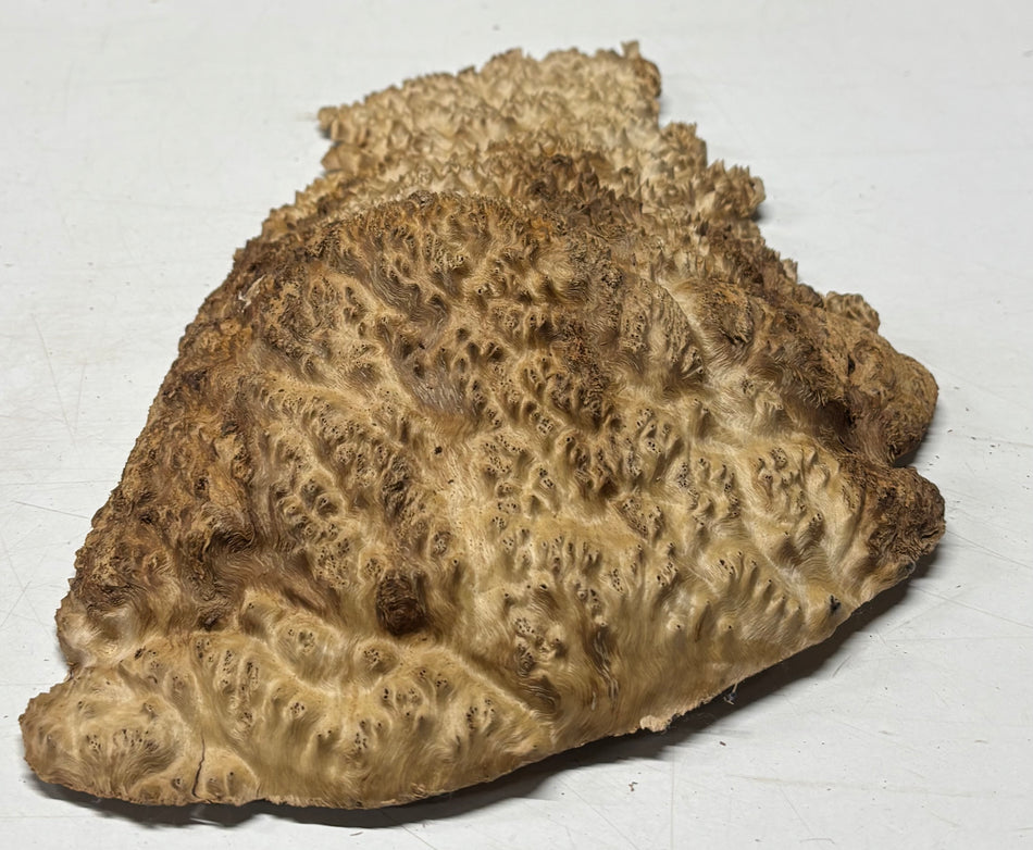 Brown Mallee Burl Blank 14" x 8" x 2" 3.3 Lbs #6089