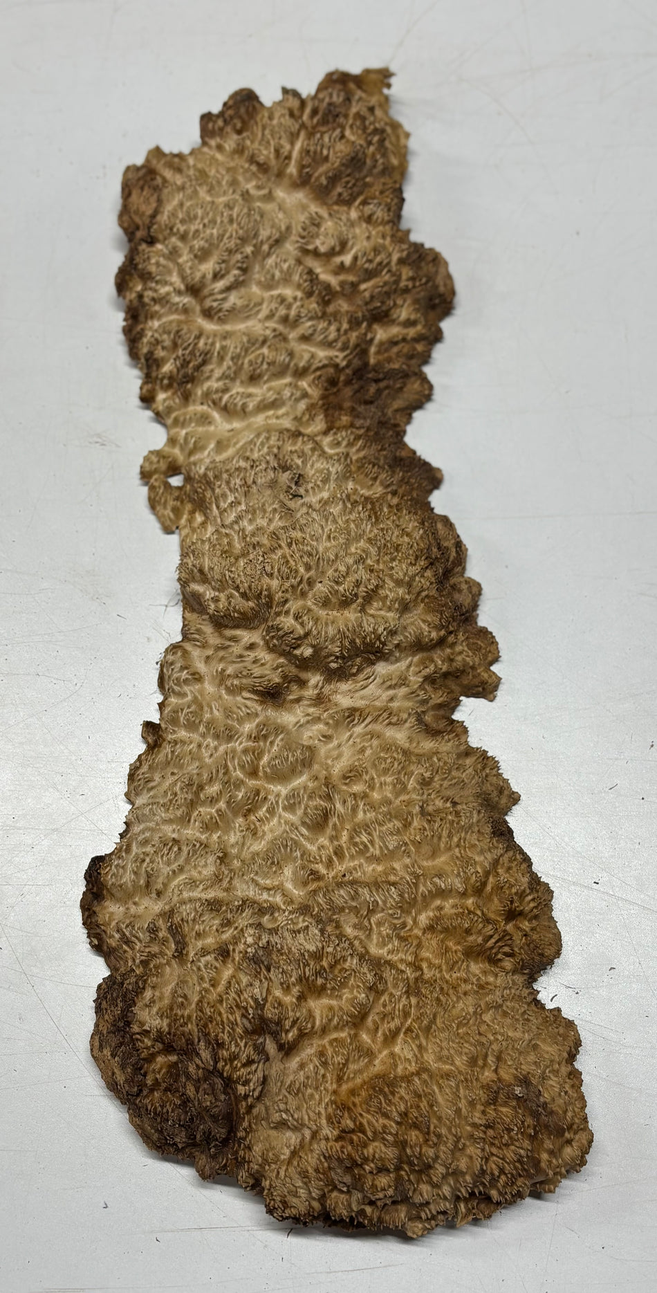 Brown Mallee Burl Blank 21" x 8" x 1.5" 4.6 Lbs #6090